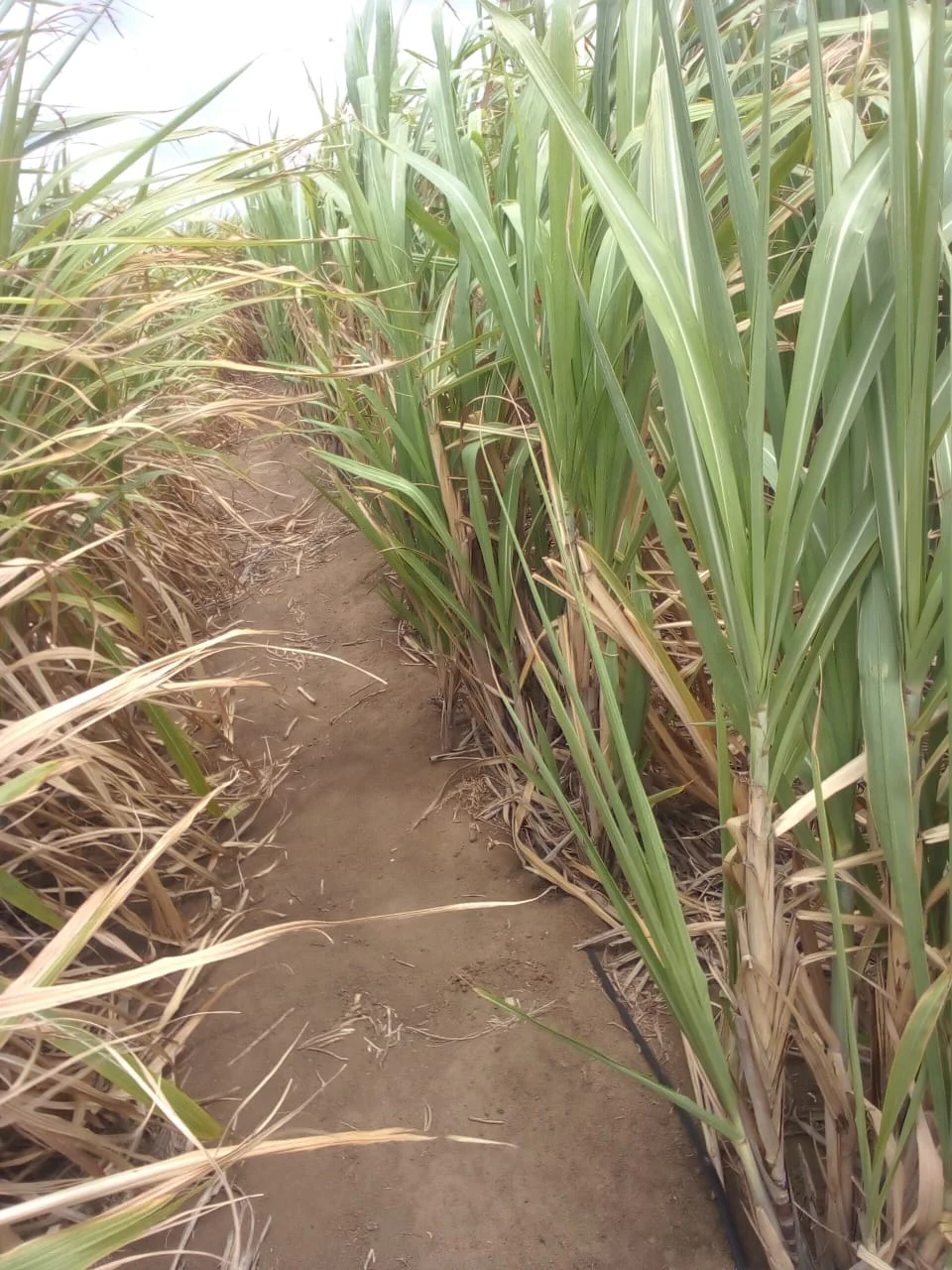 8 Key Transformative Impacts from the Creation of the Kenya Sugar Board.